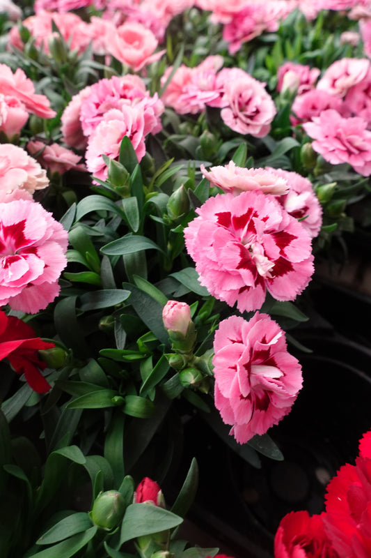 Carnation ‘Purple Star’ 4" – Lavender & Plum Bi-Color Blooms for Elegant Borders & Cut Flowers
