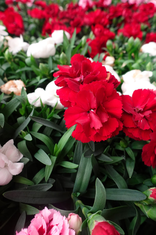 Carnation ‘Oscar Red’ 4" – Bright Red Frilled Blooms for Cut Flowers & Garden Borders