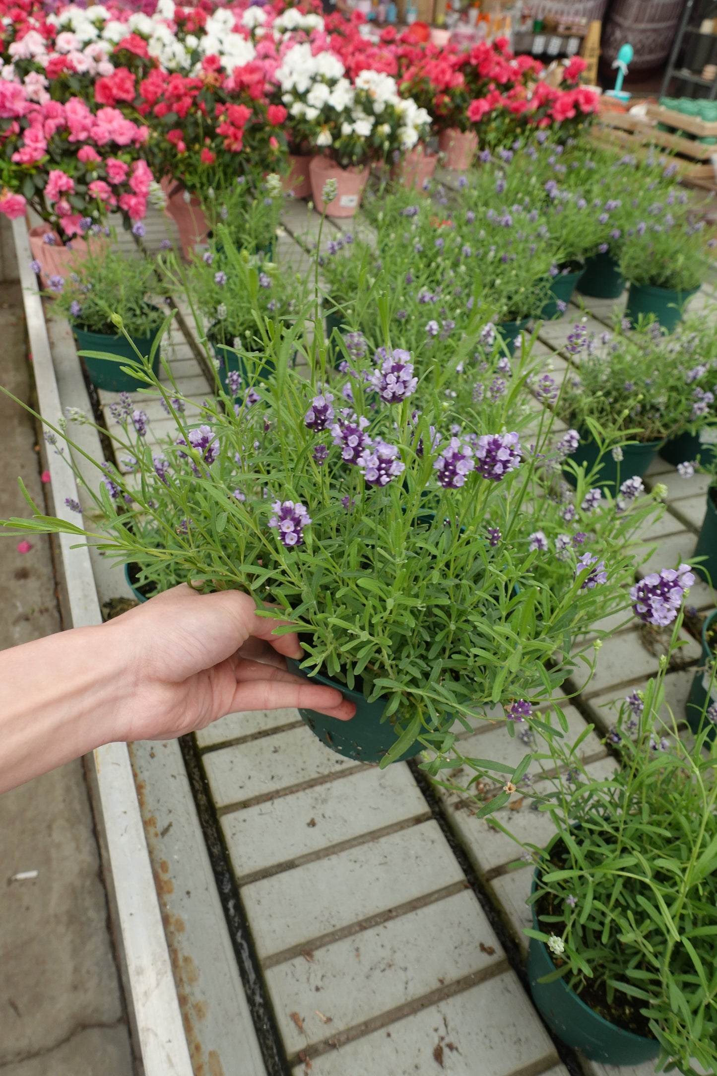 Spanish Lavender 6" – Fragrant Purple Blooms with Distinctive Petal Tufts for Hot, Dry Gardens