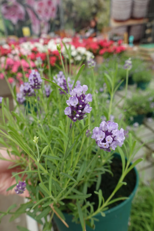Spanish Lavender 6" – Fragrant Purple Blooms with Distinctive Petal Tufts for Hot, Dry Gardens
