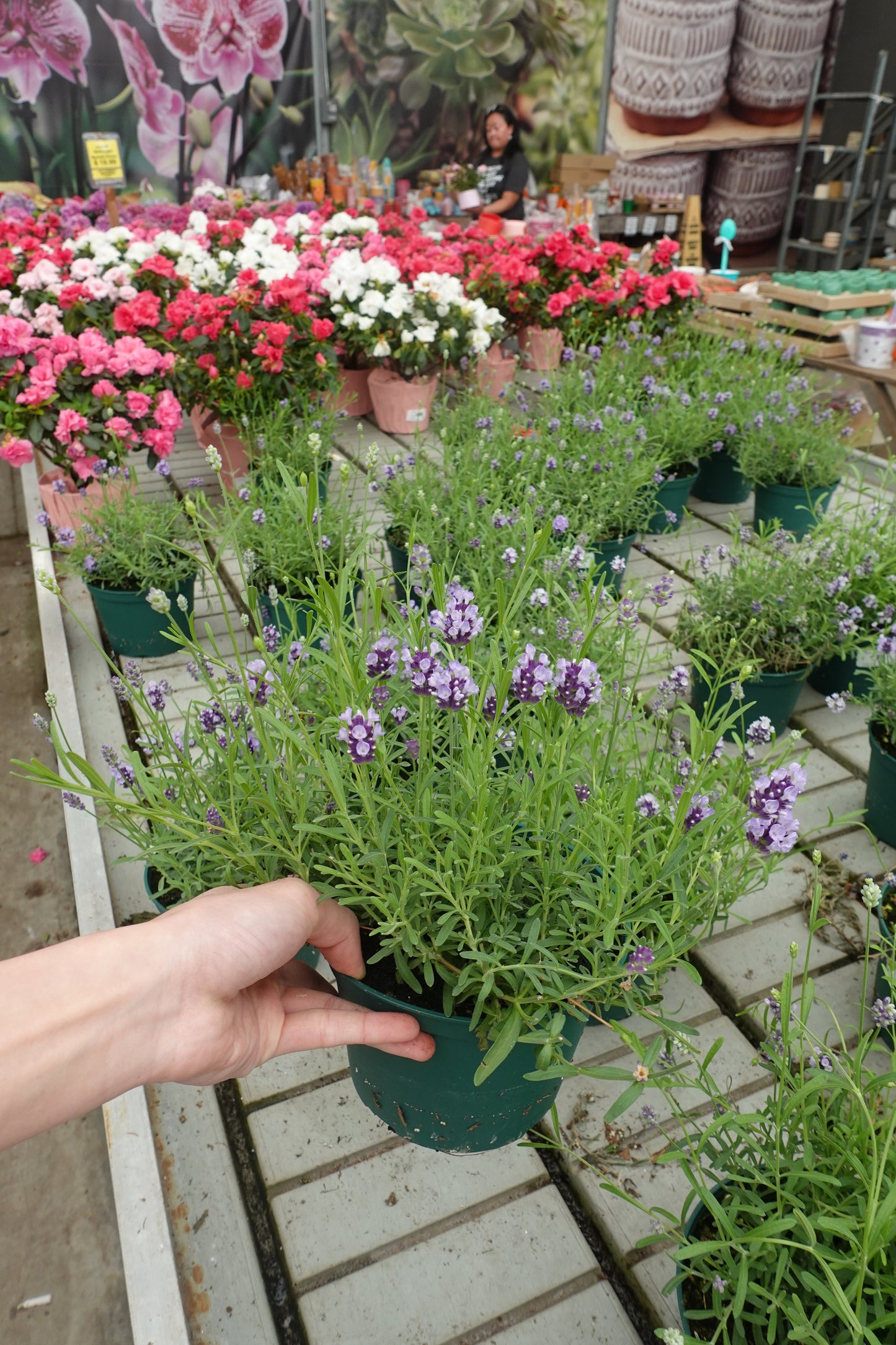 Spanish Lavender 6" – Fragrant Purple Blooms with Distinctive Petal Tufts for Hot, Dry Gardens