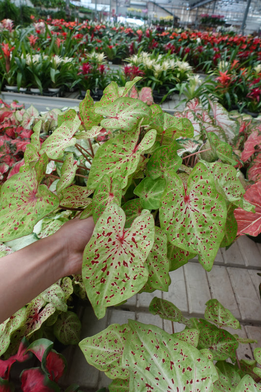 Caladium ‘Miss Muffet’  – Dwarf Shade Plant with Lime Green Leaves & Burgundy Speckles