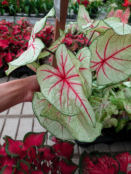 Caladium ‘White Queen’  – Bold White Leaves with Striking Red Veins for Shade & Indoors