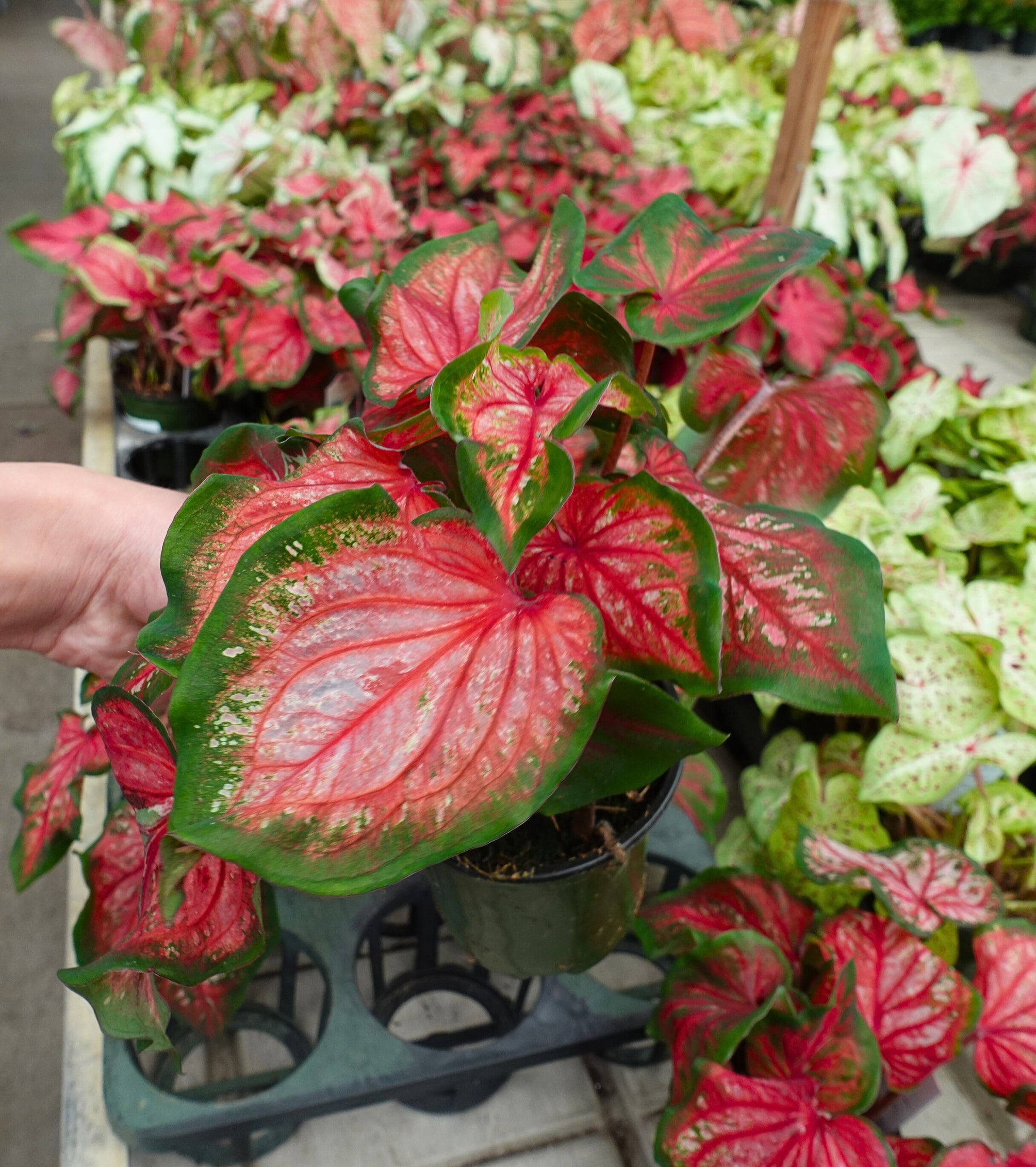 caladium potted plant Caladium ‘Scarlet Flame’ Potted – Bold Red Tropical Foliage for Shade & Indoors