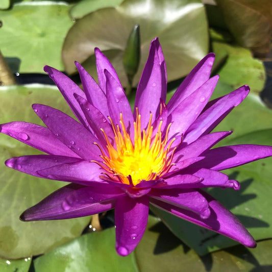 DETECTIVE ERIKA (Purple) Hardy Water Lily – Live Aquatic Pond Plant