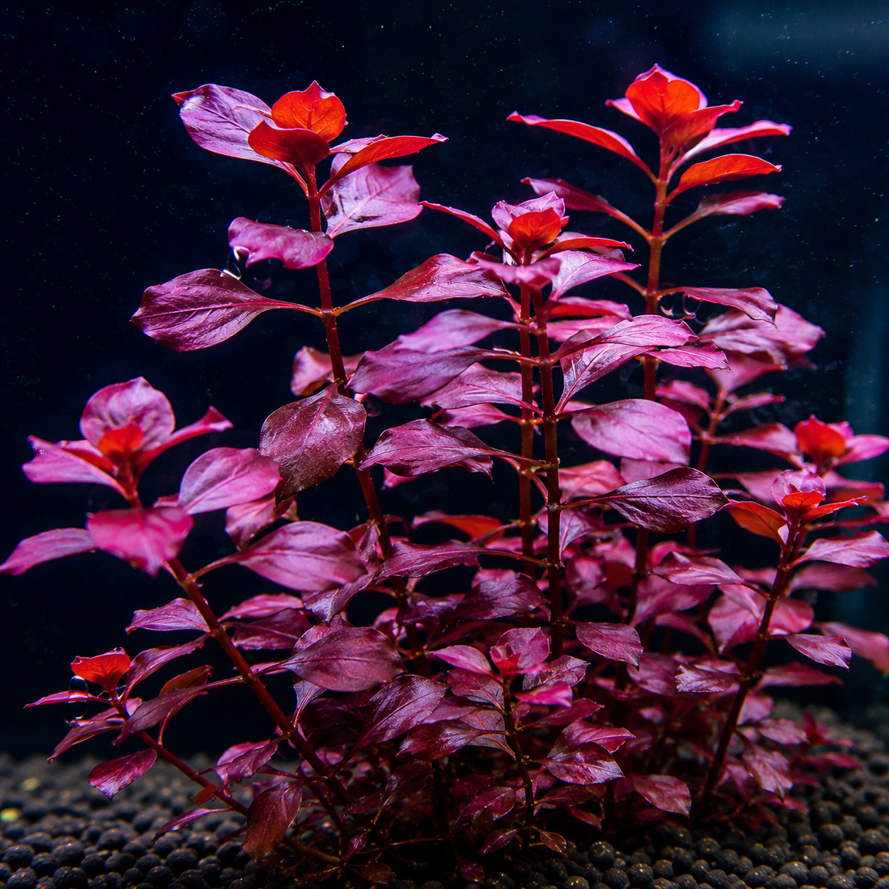 LUDWIGIA NATANS SUPER RED