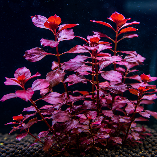 LUDWIGIA NATANS SUPER RED