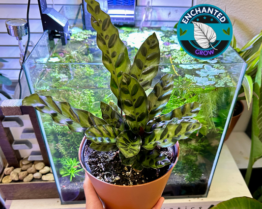 3" Potted Potted Calathea lancifolia ,Rattlesnake Plant, Prayer Plant