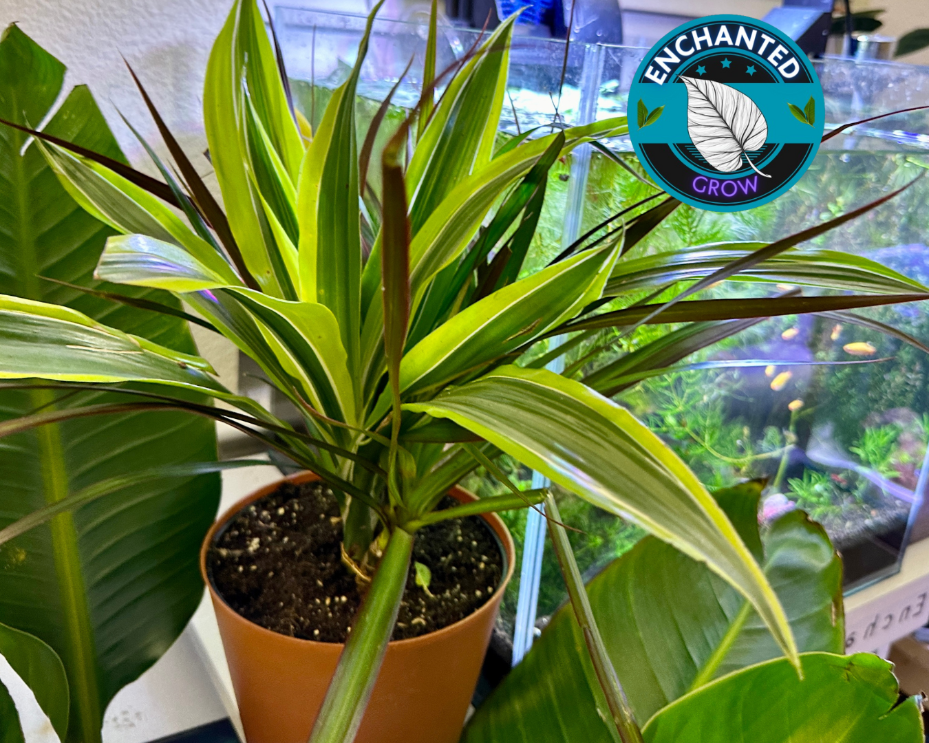 Dracaena Lemon Lime (Dracaena Warneckii)