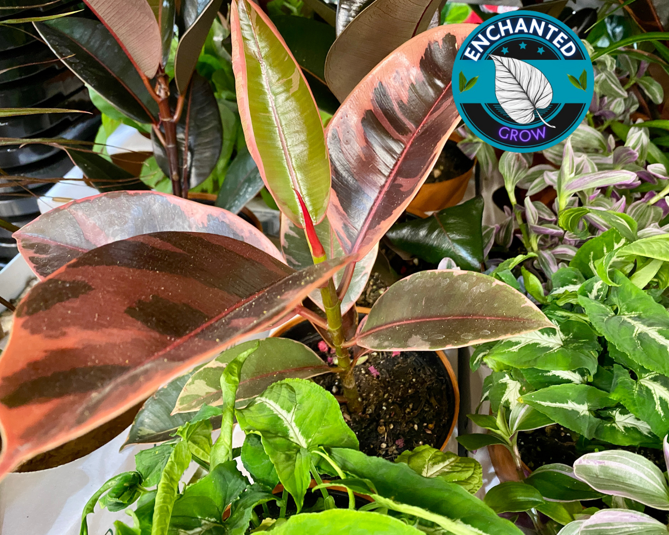 Ficus Elastica Tineke Ruby Ficus pink Belize