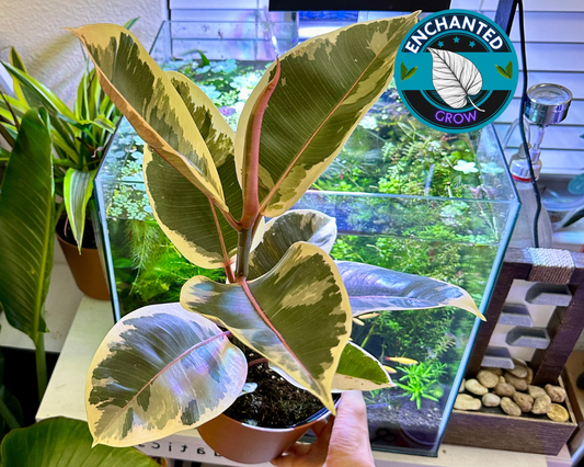 Ficus elastica Tineke ,Rare Variegated Rubber Plant Tropical Live House Plant