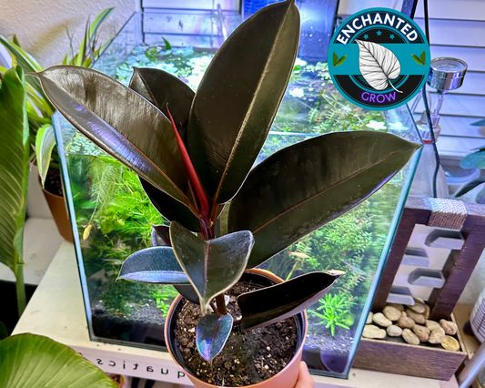 Rubber Plant Ficus elastica "Black Prince" (Tropical Live House Plant)
