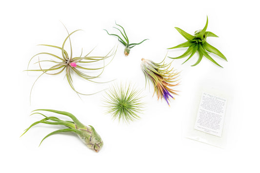 Tillandsia Air Plant Grab Bag of 6 Plants + 1 Year Air Plant Fertilizer Pack