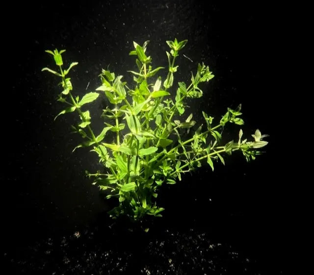 Gratiola ViscidulaLive aquarium plant