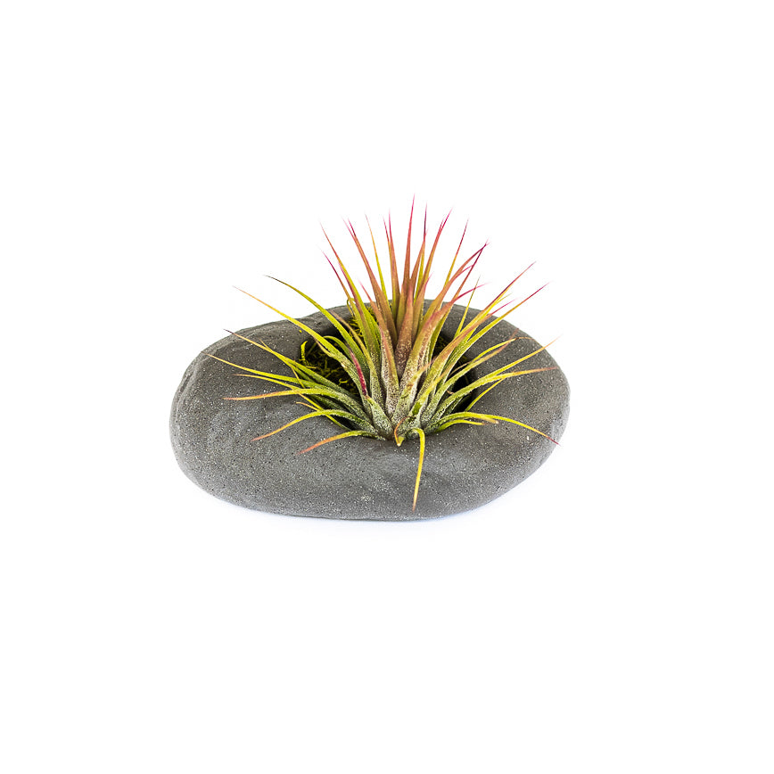 Gray Ceramic Stone with Assorted Tillandsia Air Plant