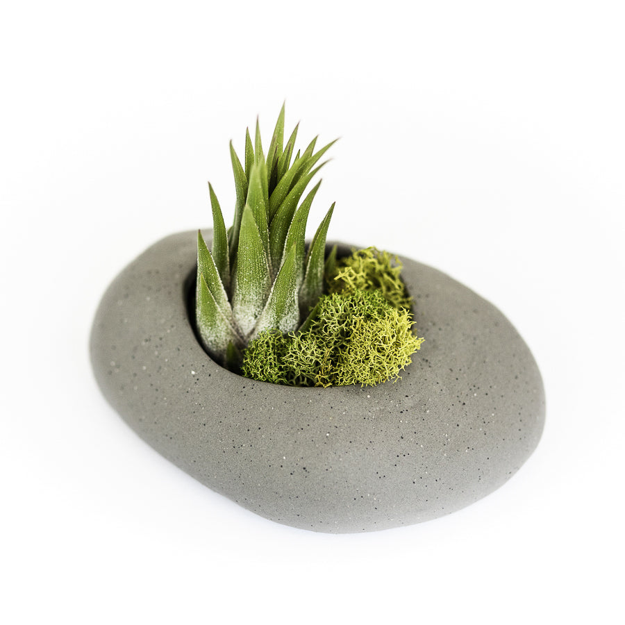 Gray Ceramic Stone Tillandsia Air Plant Holder