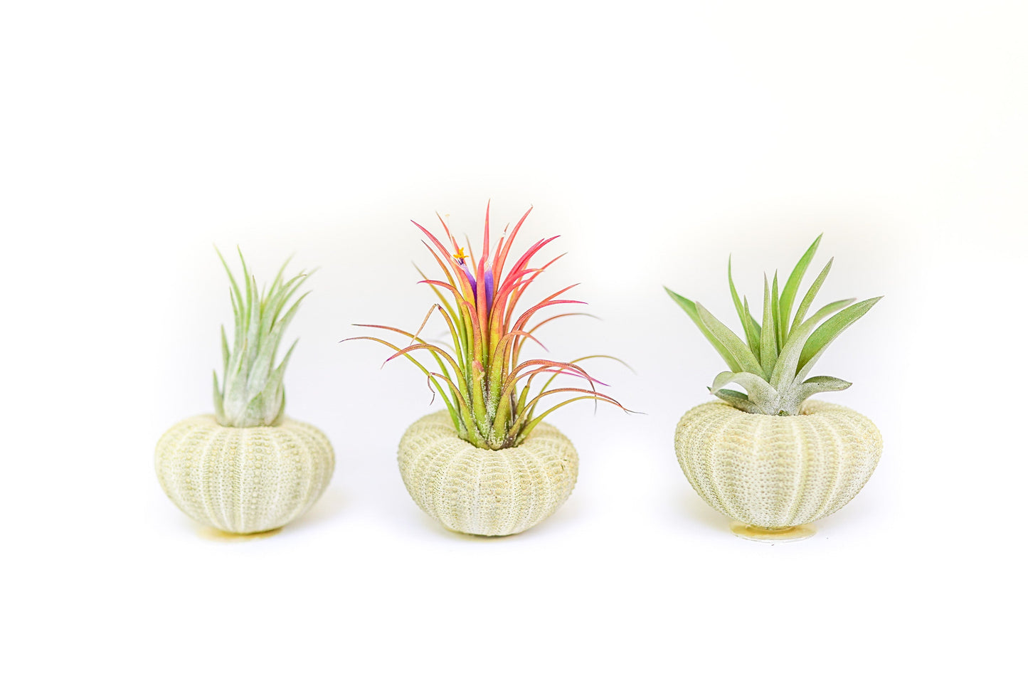 Green Urchins with Tillandsia Air Plants - Set of 1, 3 or 5