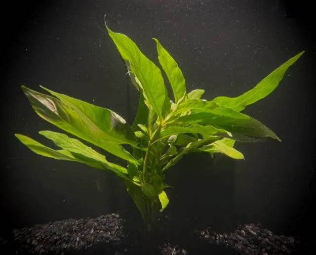 Hygro Willow (Hygrophila angustifolia)