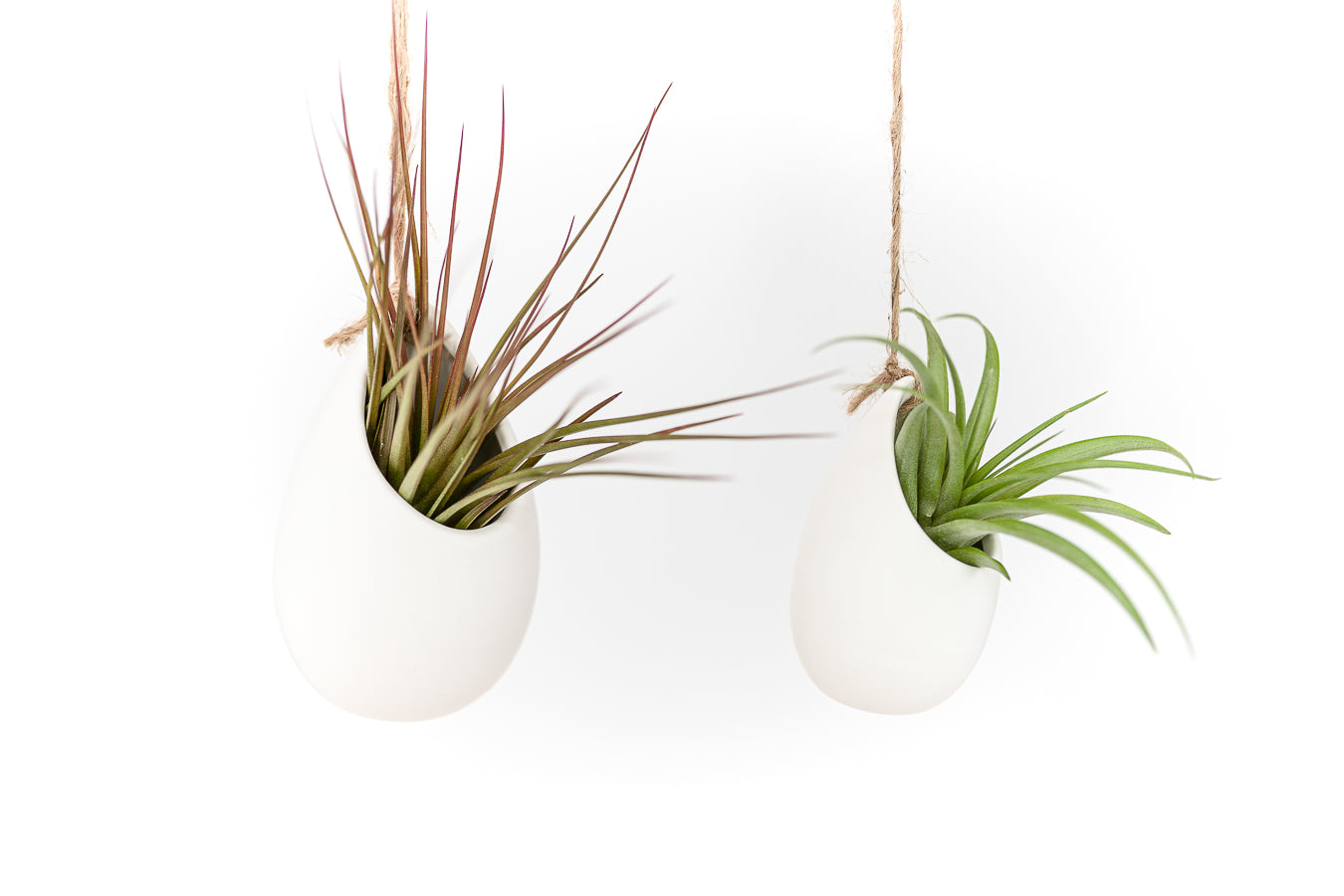 planters for air plants Set of 3 or 6 Large Ivory Ceramic Vases with Tillandsia Harrisii, Sparkler, & Caput Medusae Air Plants