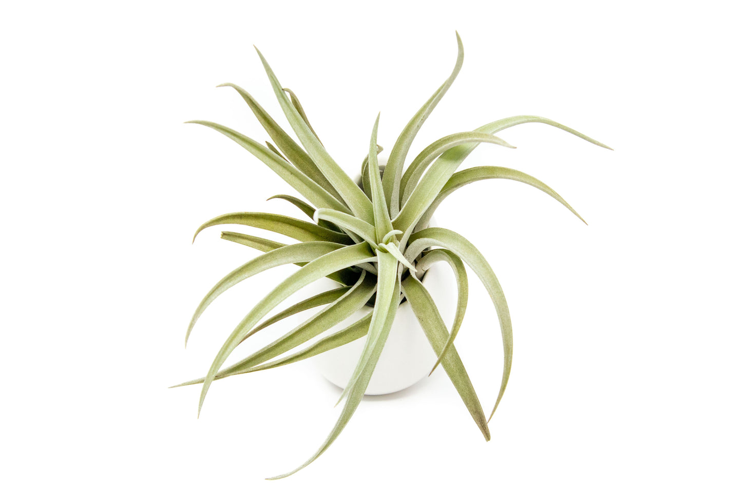 Sets of 3 or 6 Small Ivory Ceramic Vases with Tillandsia Velutina, Harrisii & Abdita Air Plants