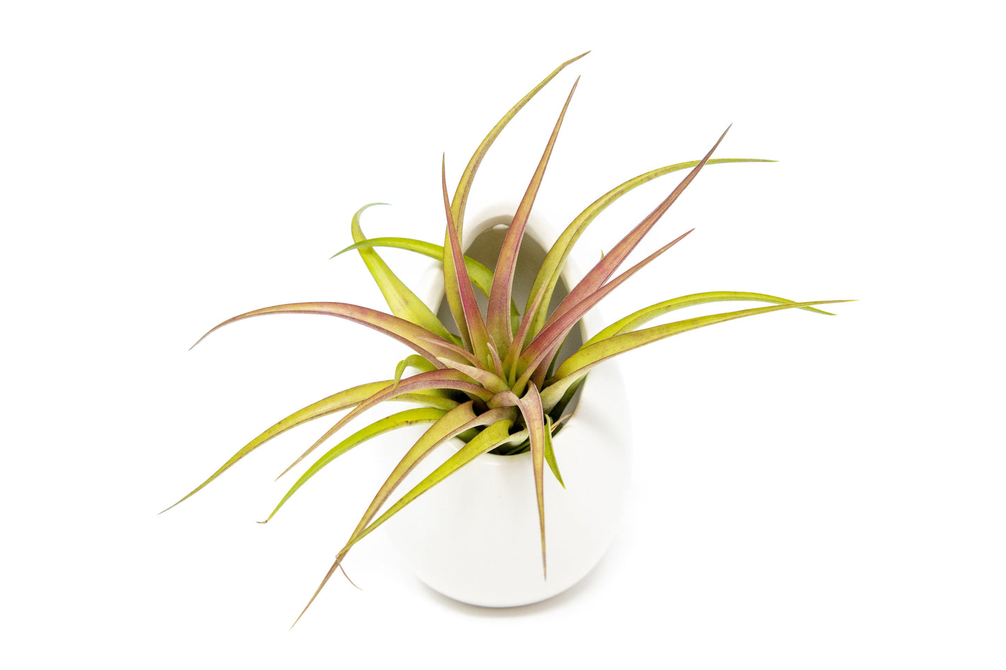 Sets of 3 or 6 Small Ivory Ceramic Vases with Tillandsia Velutina, Harrisii & Abdita Air Plants