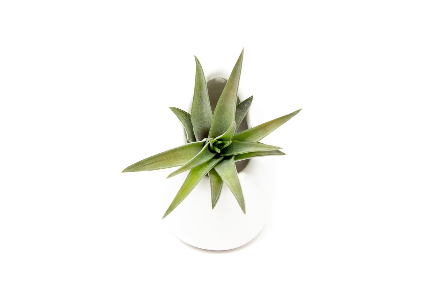 Sets of 3 or 6 Small Ivory Ceramic Vases with Tillandsia Velutina, Harrisii & Abdita Air Plants