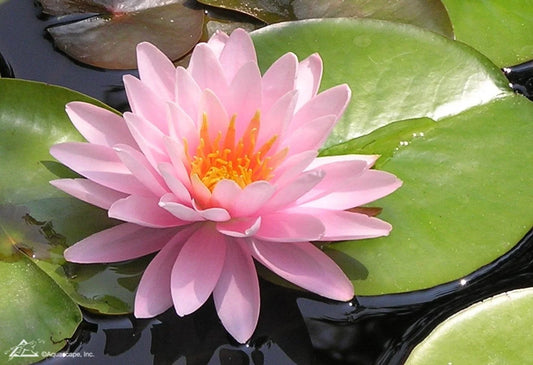 PINK GRAPEFRUIT Hardy Water Lily – Live Aquatic Pond Plant