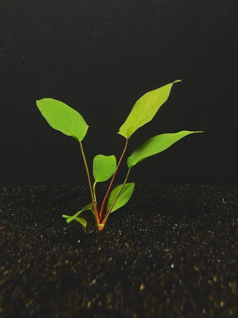 Anubias Hastifolia