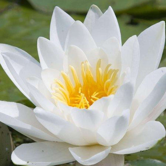 HERMINE Hardy Water Lily – Live Aquatic Pond Plant
