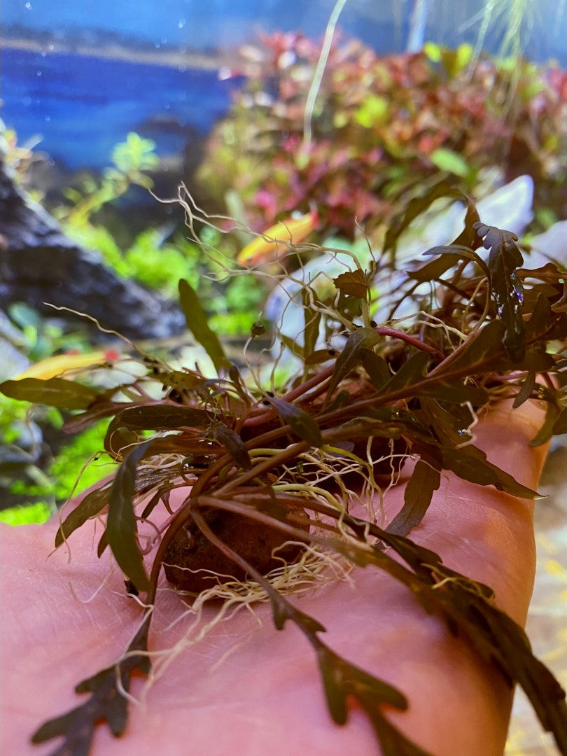 Hygrophila Pinnatifida