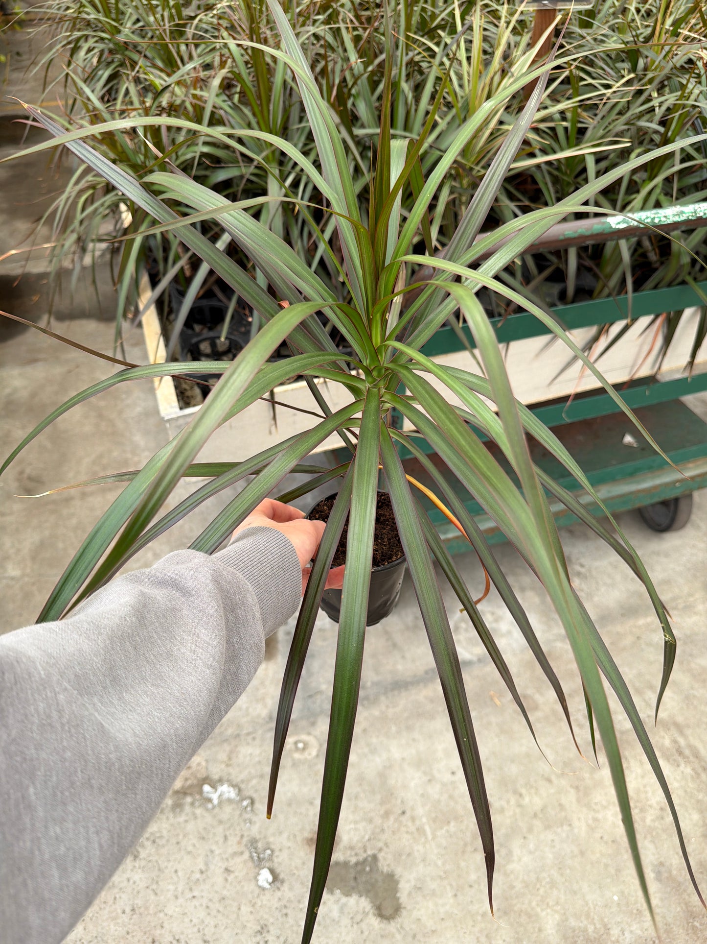4" Dracaena – Assorted Decorative Foliage Houseplants