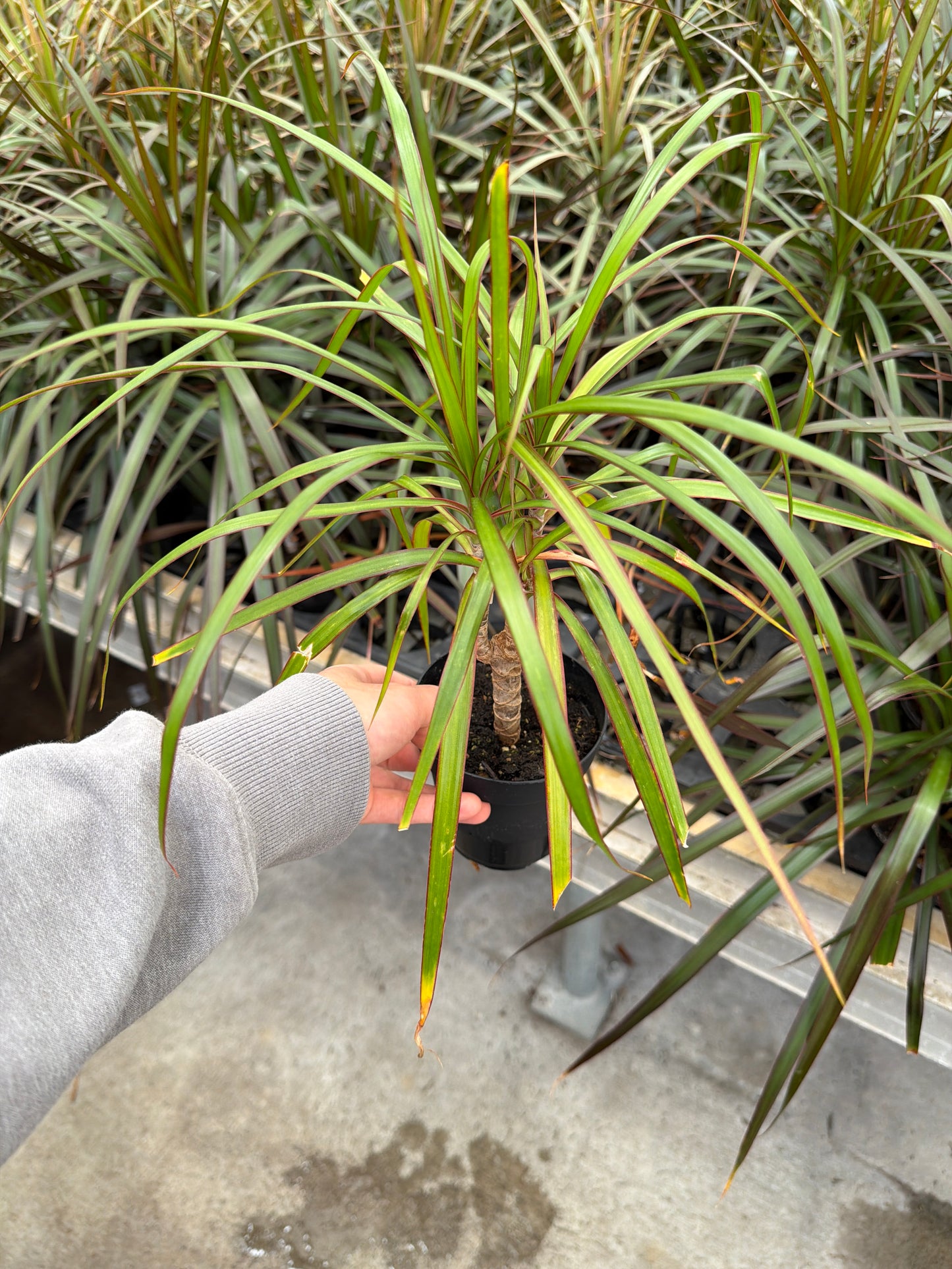 4" Dracaena – Assorted Decorative Foliage Houseplants