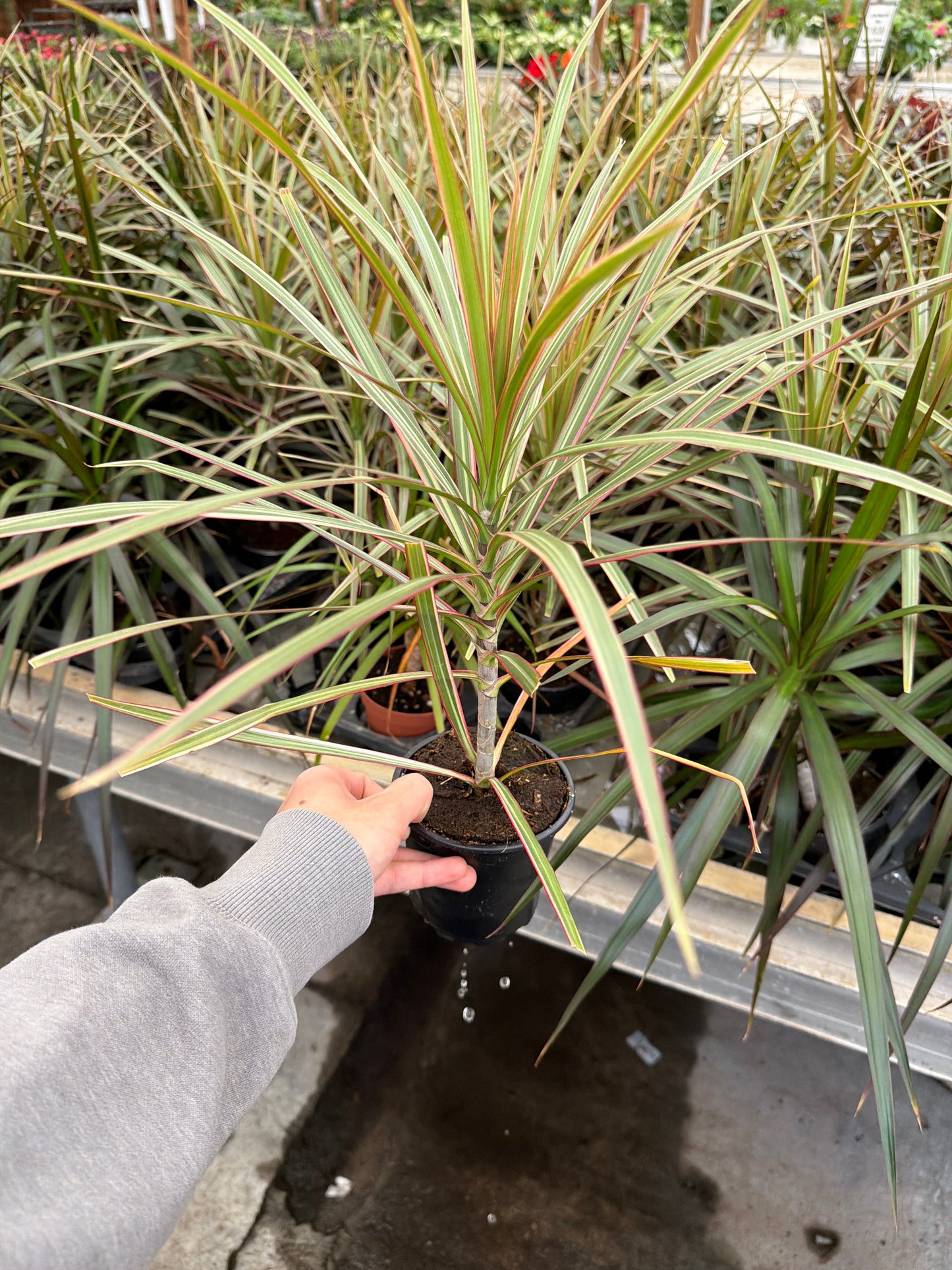4" Dracaena – Assorted Decorative Foliage Houseplants