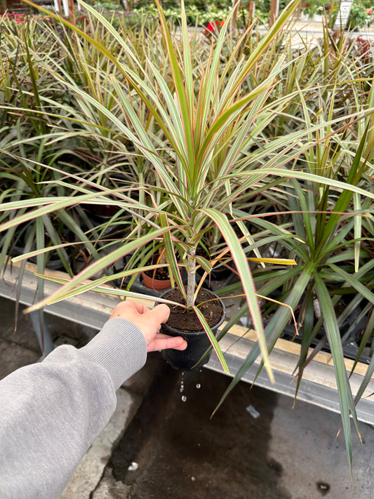 4" Dracaena – Assorted Decorative Foliage Houseplants