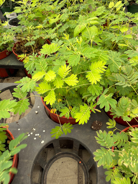4 in Sensitive Plant (Mimosa pudica)