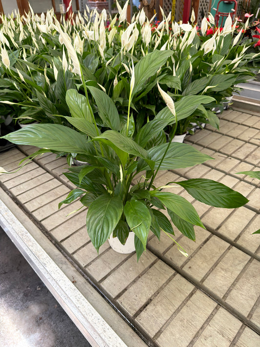 6" Spathiphyllum (Peace Lily) – Elegant Indoor Flowering Plant