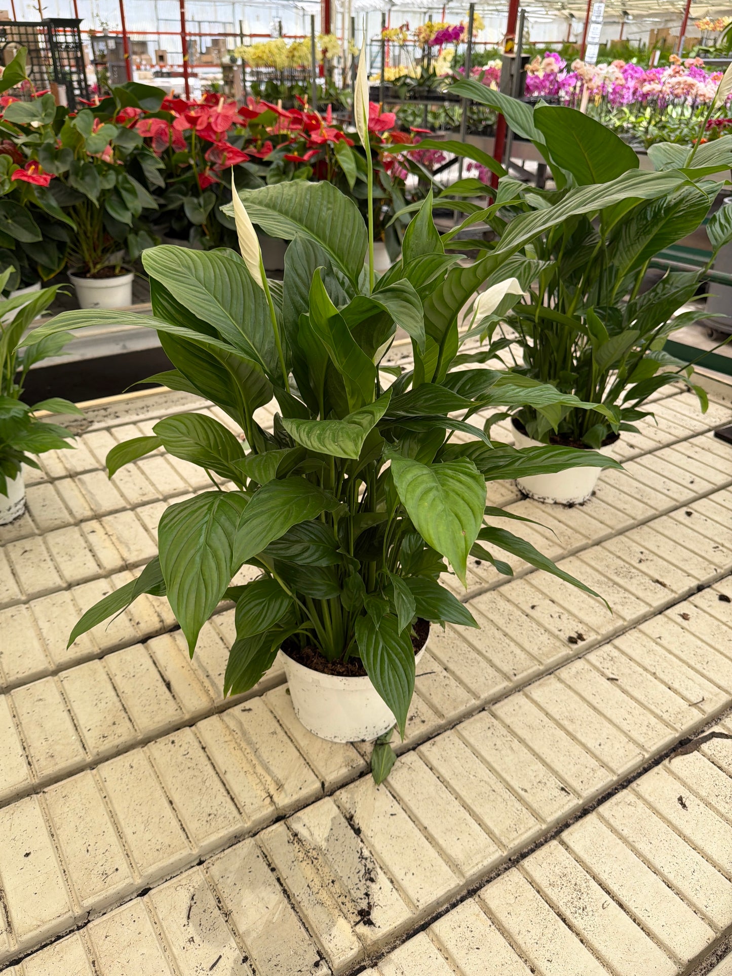 8” Spathiphyllum Peace Lily Live Indoor Plant – Tropical Air Purifying House Plant