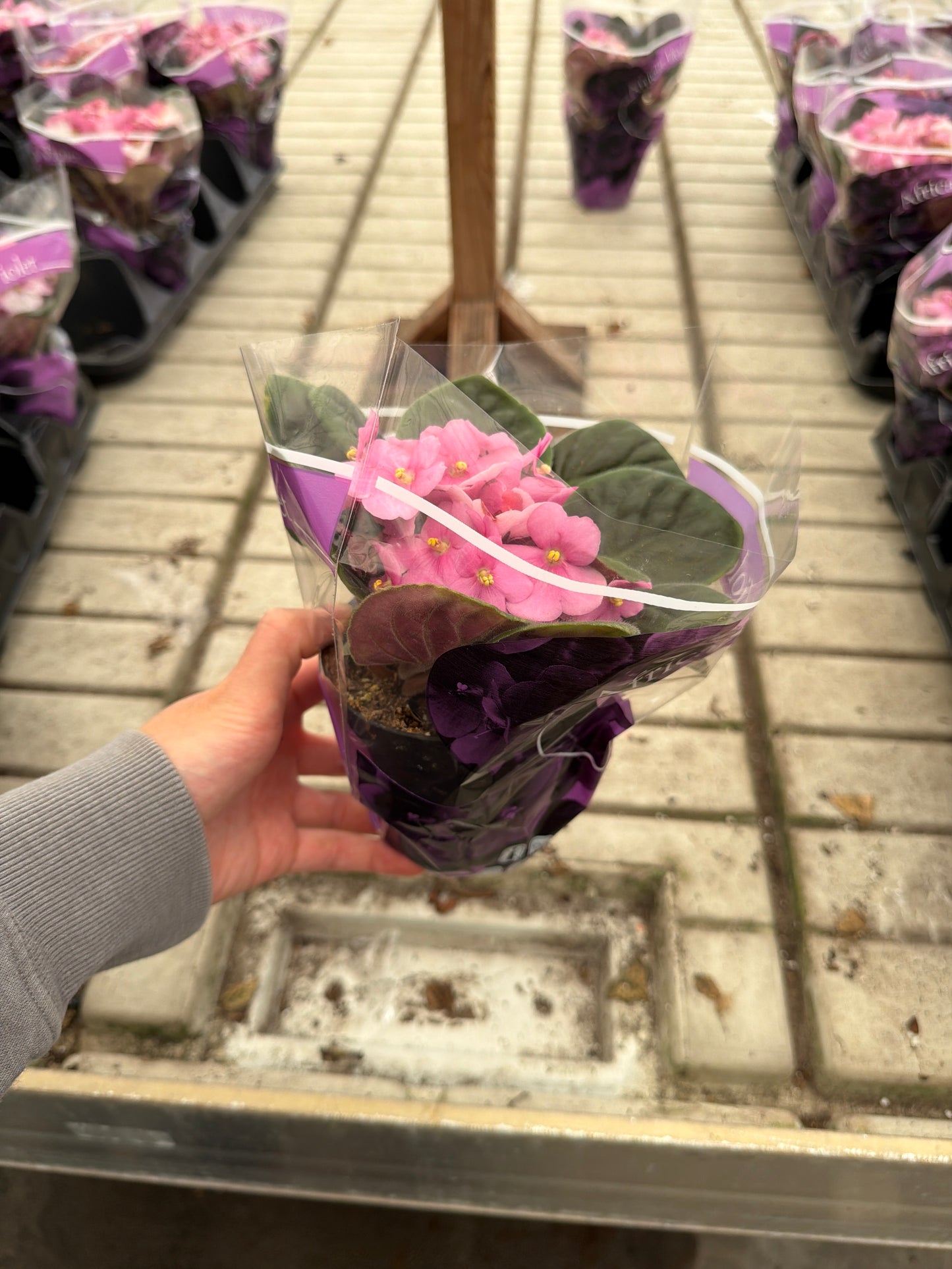 4" African Violet (Saintpaulia)