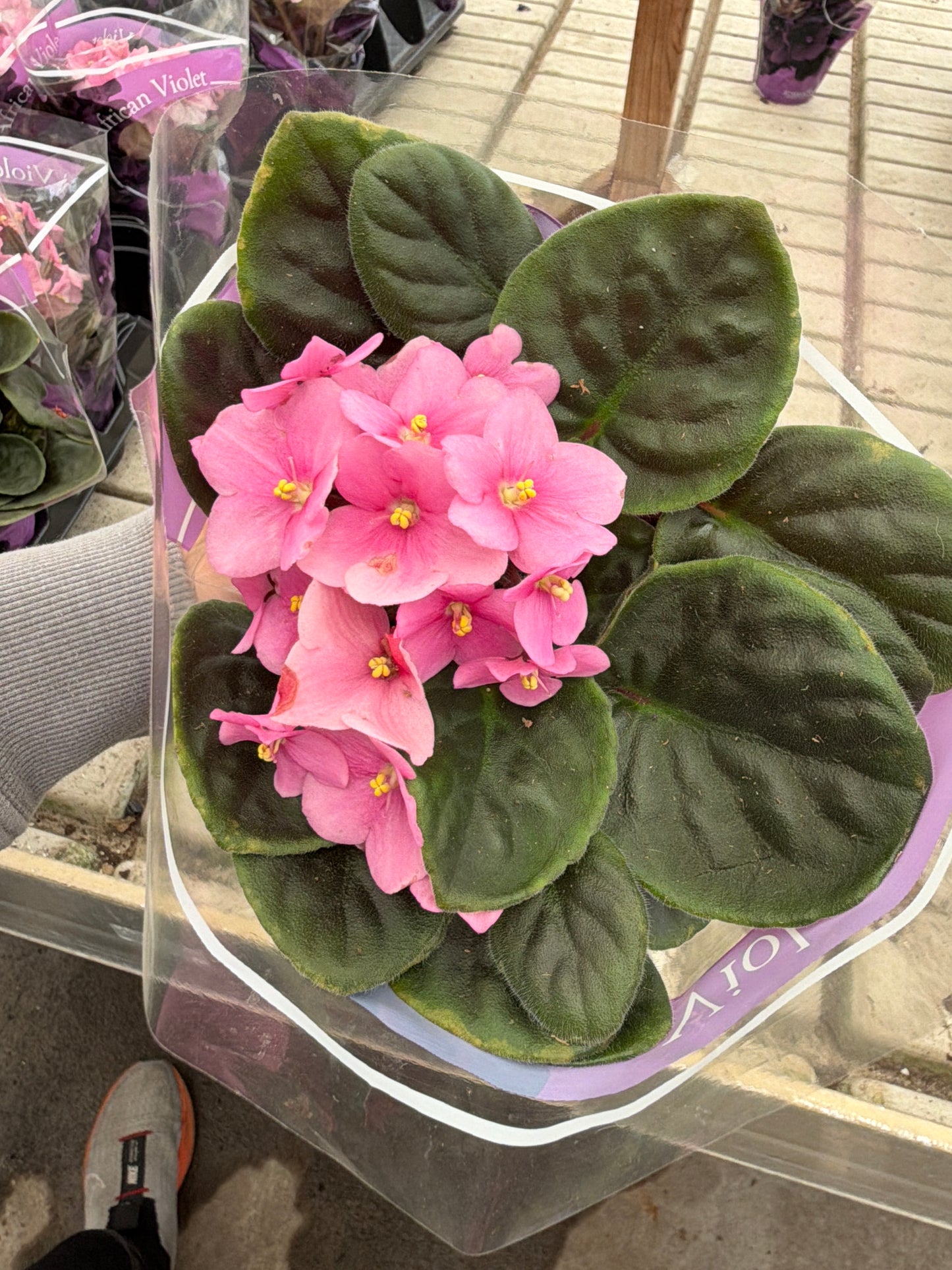 4" African Violet (Saintpaulia)