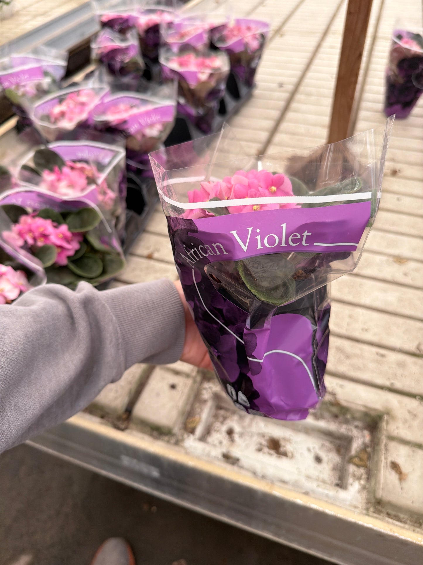4" African Violet (Saintpaulia)