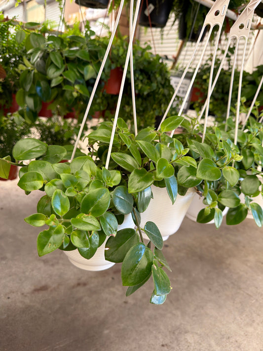 6” Nephthytis Live Tropical House Plant – Easy Care Indoor Foliage Plant