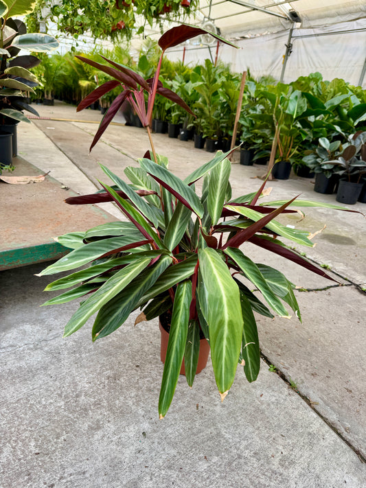 8" Calathea – Large Decorative Foliage Houseplant
