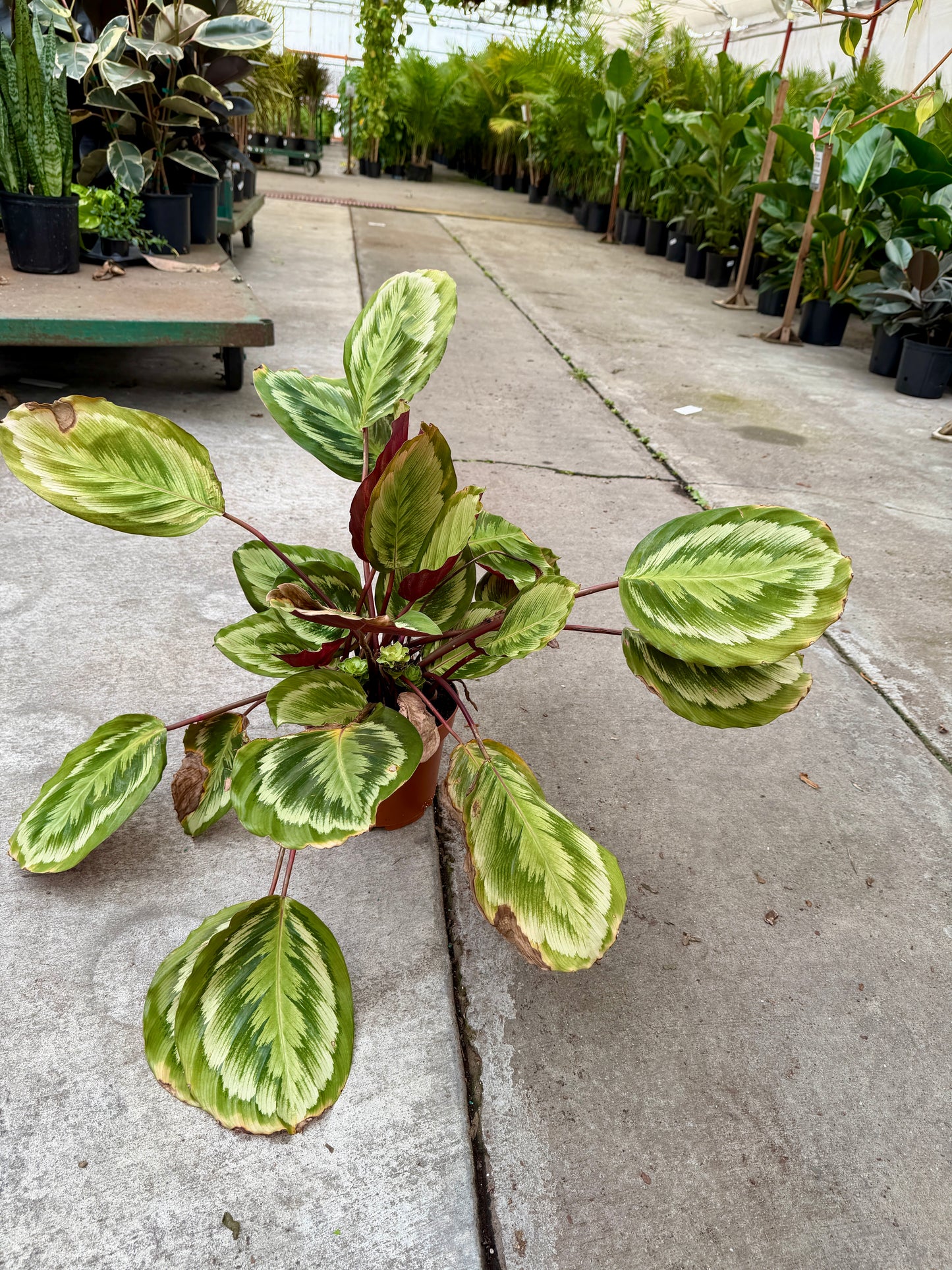 8" Calathea – Large Decorative Foliage Houseplant