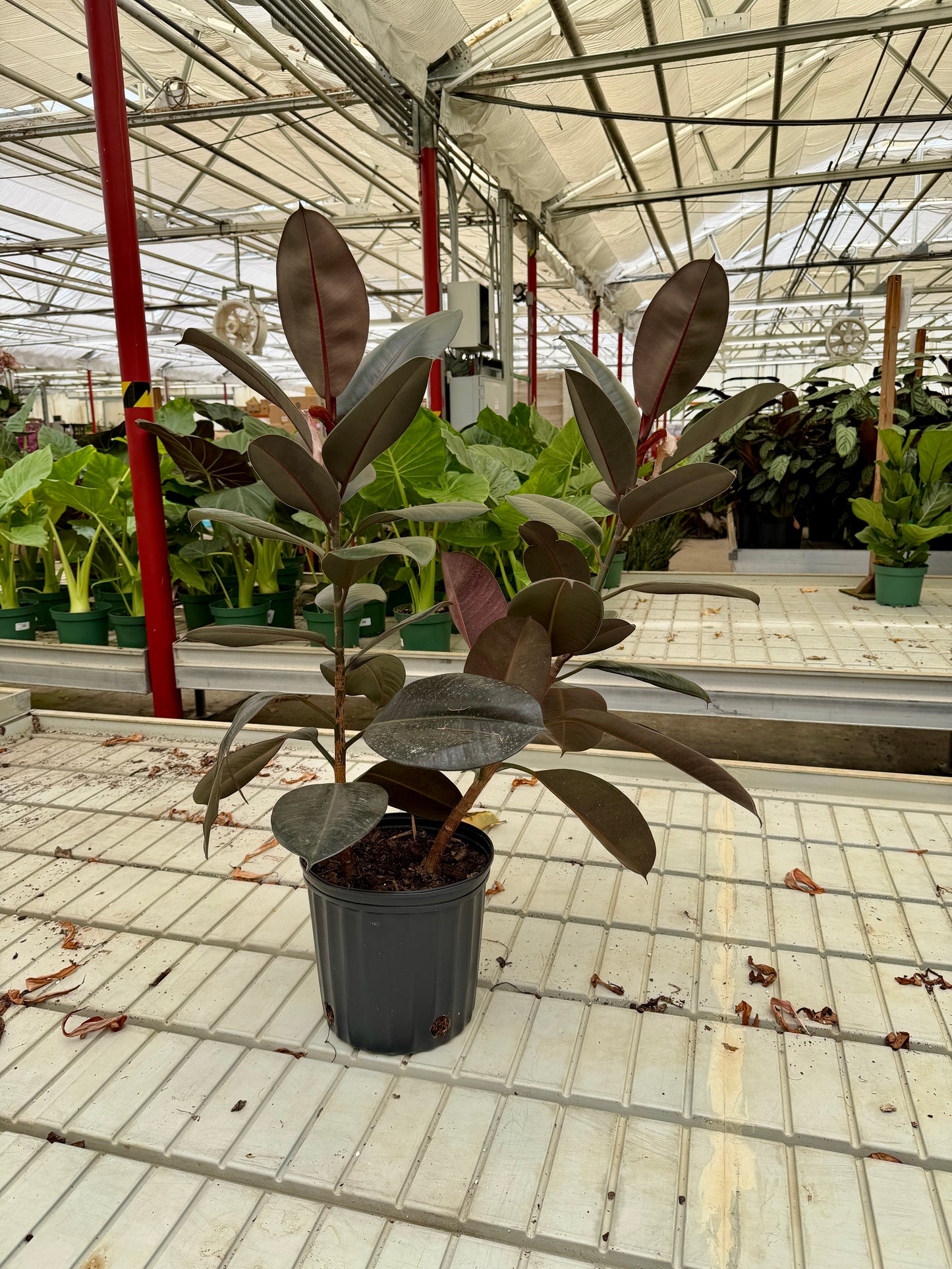 8 in Ficus Decora