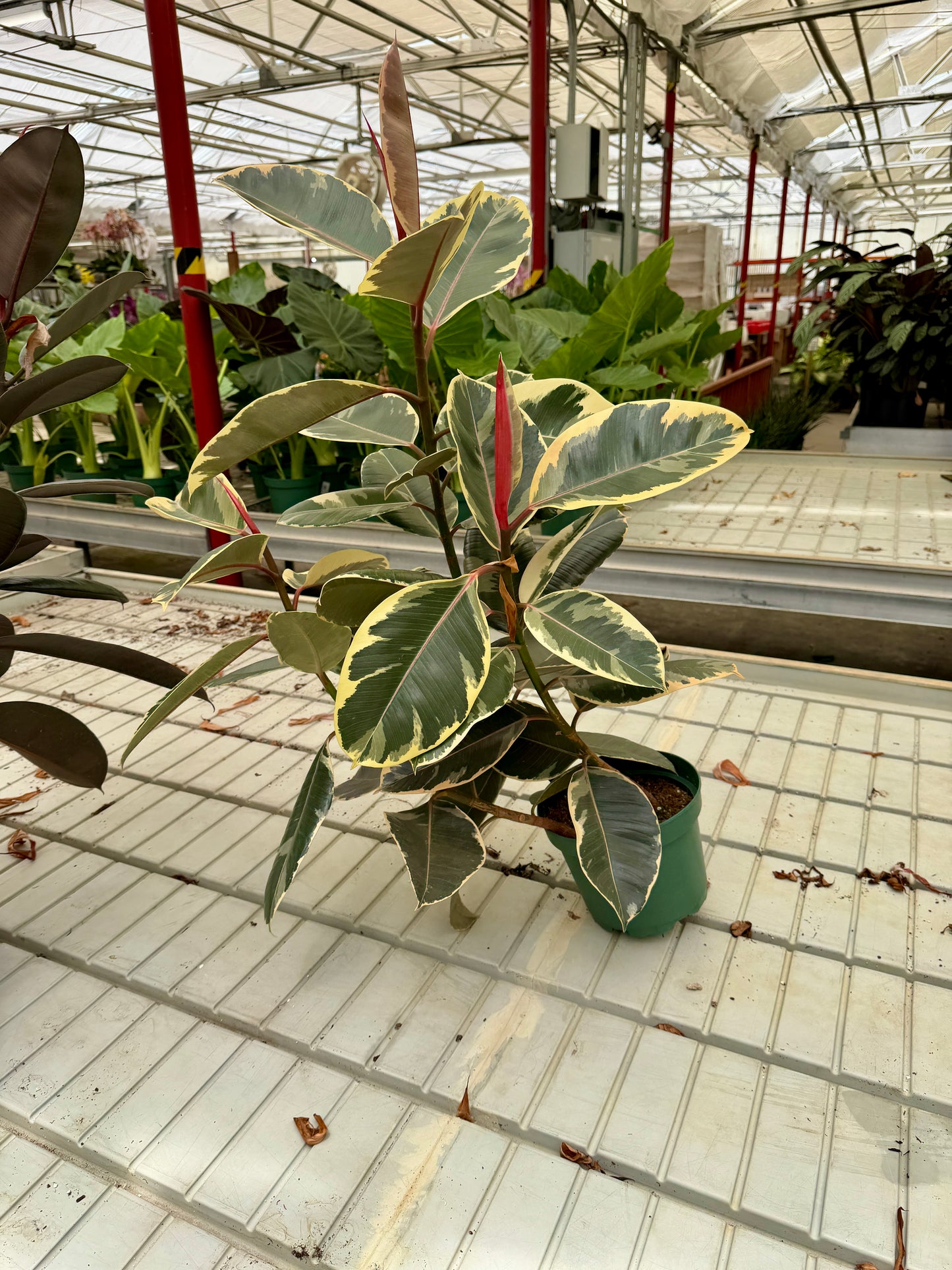 8 in Ficus Decora