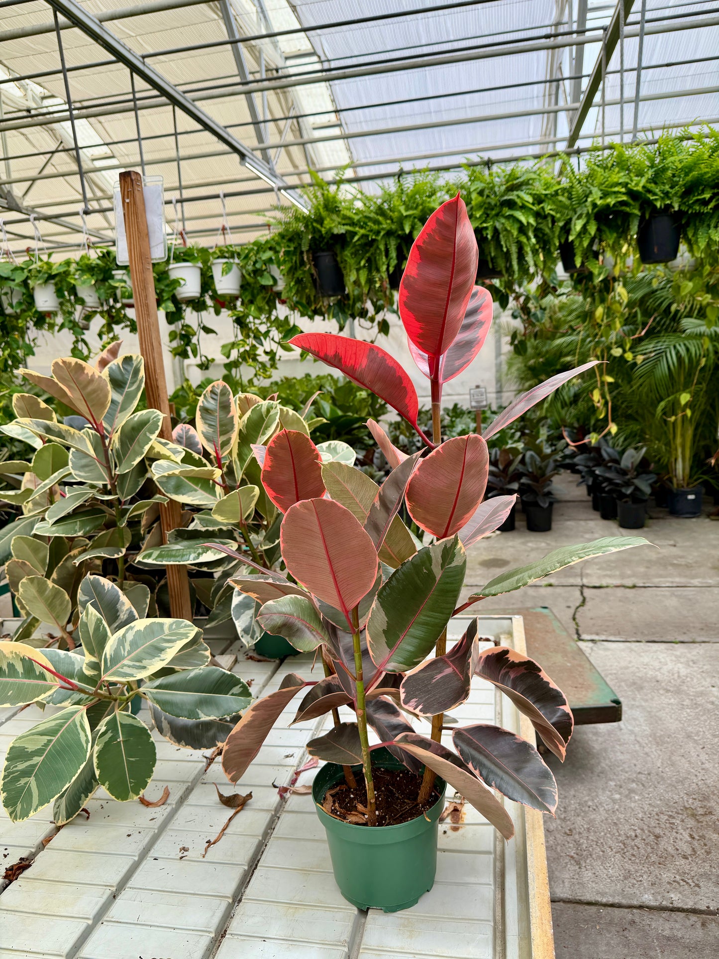 8 in Ficus Decora