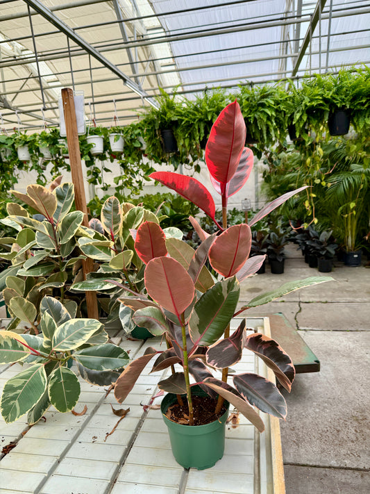 8 in Ficus Decora