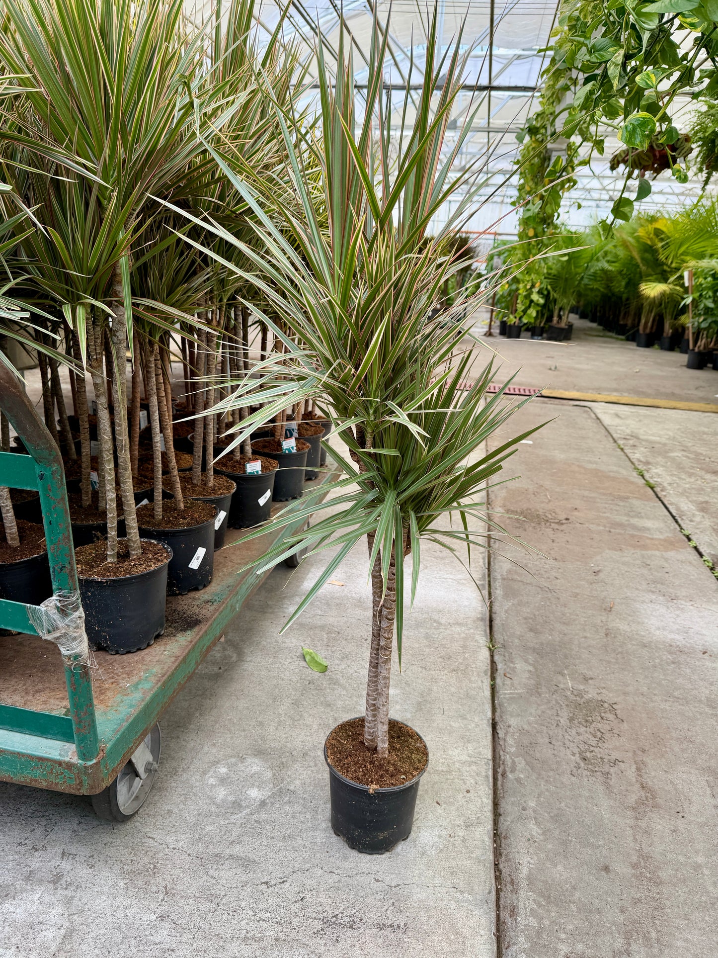 8" Dracaena – Assorted Decorative Foliage Houseplants