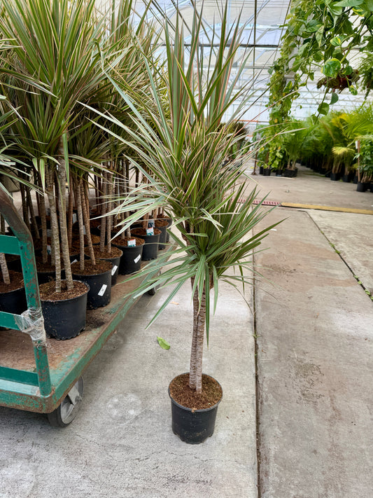 8" Dracaena – Assorted Decorative Foliage Houseplants
