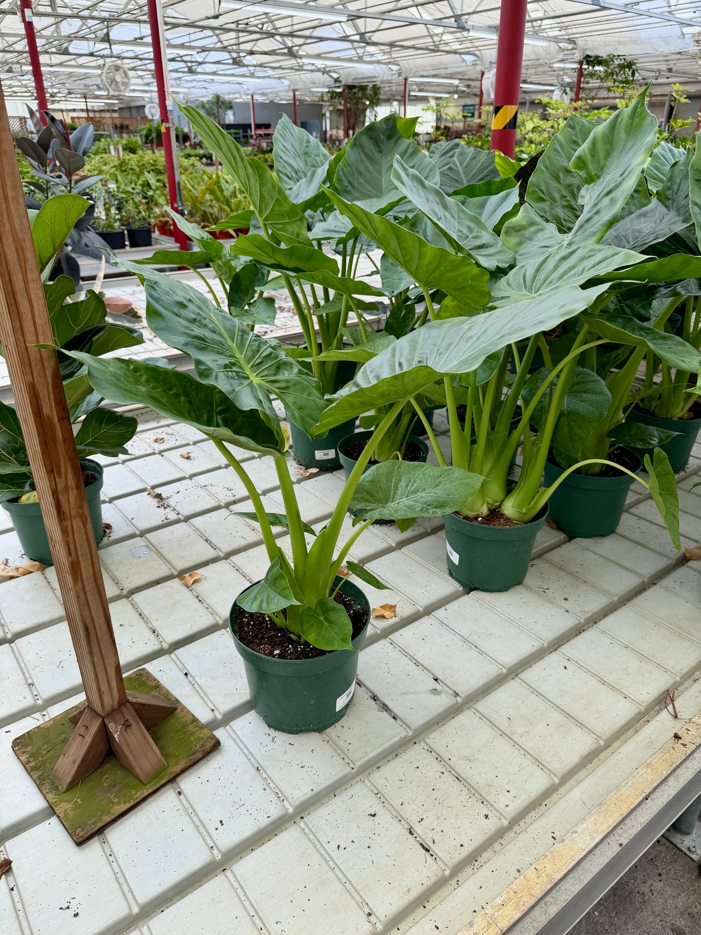 8" Alocasia Assorted (Elephant Ear Collection)